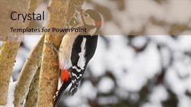 Presentation with black white tree - Cool new theme with bird in black white crimson backdrop and a coral colored foreground