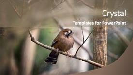  Presentation with indigenous - Cool new presentation design with bird is indigenous to china backdrop and a coral colored foreground