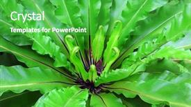  Presentation with bird - Audience pleasing presentation theme consisting of bird nest - asplenium nidus backdrop and a shamrock green colored foreground