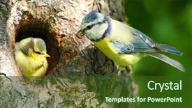  Presentation with lens - Amazing presentation theme having bird nest - blue tit cyanistes caeruleus feeding backdrop and a tawny brown colored foreground