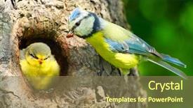  Presentation with lens - Colorful slide deck enhanced with bird nest - blue tit cyanistes caeruleus feeding backdrop and a coral colored foreground