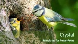  Presentation with lens - Amazing PPT theme having bird nest - blue tit cyanistes caeruleus feeding backdrop and a tawny brown colored foreground