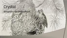  Presentation with textile weaver - Theme featuring bird nest - cape weaver old illustration ploceus background and a light gray colored foreground