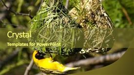 Presentation with textile weaver - Colorful theme enhanced with burned card of a man on a horse backdrop and a wine colored foreground