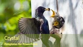  Presentation with bird - Theme having bird nest - starling feed his nestling background and a tawny brown colored foreground