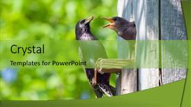  Presentation with bird - Slide set enhanced with bird nest - starling feed his nestling background and a shamrock green colored foreground
