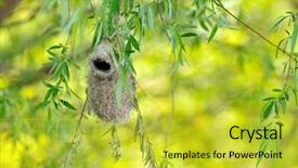  Presentation with branch - Amazing slides having bird nest hanging on branch backdrop and a yellow colored foreground