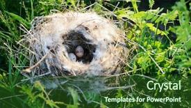  Presentation with bird eggs - PPT theme featuring gay world - straight ally flag painted background and a  colored foreground.