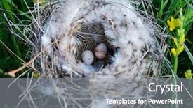  Presentation with bird eggs - Slide deck featuring bird nest with eggs background and a gray colored foreground