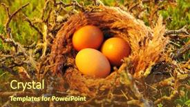  Presentation with bird eggs - Presentation theme enhanced with bird nest with eggs background and a tawny brown colored foreground