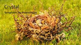 Presentation with bird eggs - PPT theme enhanced with bird nest with eggs background and a gold colored foreground