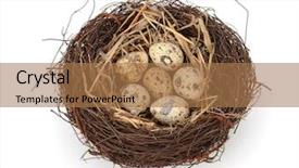  Presentation with bird eggs - Beautiful PPT theme featuring bird nest with eggs backdrop and a coral colored foreground