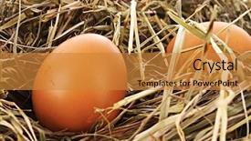  Presentation with bird eggs - PPT theme with bird nest with three eggs isolated on white background and a gold colored foreground