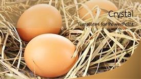  Presentation with bird eggs - Slides consisting of bird nest with three eggs isolated on white background and a yellow colored foreground