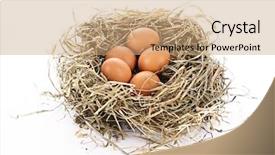  Presentation with bird eggs - Audience pleasing PPT theme consisting of bird nest with three eggs backdrop and a coral colored foreground