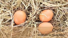  Presentation with bird eggs - Cool new presentation theme with bird nest with three eggs isolated on white backdrop and a coral colored foreground