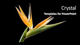  Presentation with paradise - Cool new PPT theme with bird of paradise flower isolated on a black background backdrop and a black colored foreground
