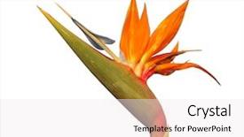  Presentation with paradise - Theme enhanced with bird of paradise flower isolated background and a white colored foreground
