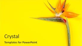 Presentation with paradise - Beautiful presentation theme featuring bird of paradise flower strelitzia backdrop and a white colored foreground