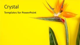  Presentation with paradise - Theme enhanced with bird of paradise flower strelitzia background and a white colored foreground