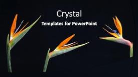  Presentation with paradise - Audience pleasing presentation design consisting of bird-of-paradise-flower-strelitzia backdrop and a black colored foreground