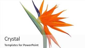  Presentation with paradise - Audience pleasing slide set consisting of bird of paradise flower backdrop and a white colored foreground