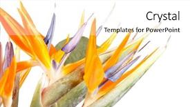 Presentation with paradise - PPT theme consisting of bird of paradise flowers background and a white colored foreground