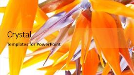  Presentation with paradise - PPT theme consisting of bird of paradise flowers background and a gold colored foreground