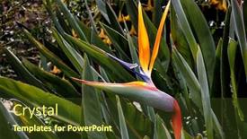  Presentation with paradise - PPT theme with bird-of-paradise-strelitzia background and a tawny brown colored foreground