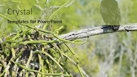  Presentation with birds of prey - Theme with bird-of-prey-cayo-sabinal background and a yellow colored foreground