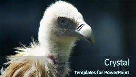  Presentation with close up of judo judo - Amazing presentation having bird of prey close up backdrop and a wine colored foreground