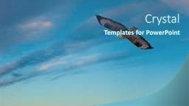  Presentation with bird - Theme featuring bird-of-prey-flying background and a ocean colored foreground