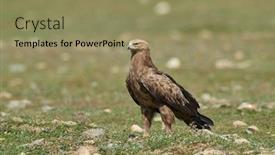  Presentation with birds of prey - Presentation theme consisting of bird-of-prey-on-field background and a coral colored foreground