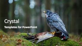  Presentation with bird - Slides enhanced with bird of prey peregrine falcon background and a dark gray colored foreground