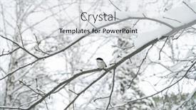  Presentation with winter forest - Slide set featuring bird-on-a-branch background and a light gray colored foreground