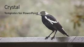  Presentation with australian - Amazing slides having bird on metal fence australian backdrop and a light gray colored foreground