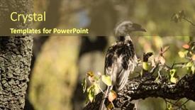  Presentation with cape town south africa - PPT theme with bird-perching-on-branch background and a tawny brown colored foreground
