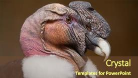  Presentation with safari park beautiful wildlife animal - Slide set featuring bird prey - andean condor vultur gryphus wildlife background and a tawny brown colored foreground