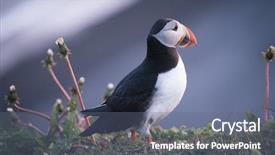  Presentation with bird flu - Amazing slide set having bird puffin at cape dyrholaey backdrop and a  colored foreground