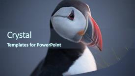  Presentation with iceland - Presentation theme with bird puffin at cape dyrholaey background and a  colored foreground