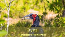  Presentation with kruger - Colorful presentation theme enhanced with bird-rhinoceros-southern-ground-hornbill backdrop and a tawny brown colored foreground