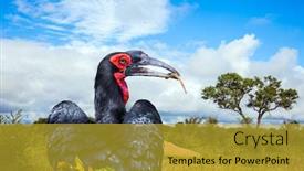  Presentation with africa tourism - Cool new slides with bird-rhinoceros-southern-ground-hornbill backdrop and a gold colored foreground