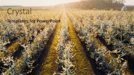  Presentation with agronomy - Presentation having bird-s-eye-view background and a coral colored foreground