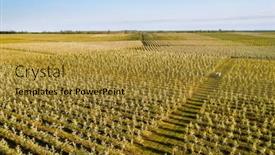  Presentation with agronomy - PPT layouts consisting of bird-s-eye-view background and a gold colored foreground