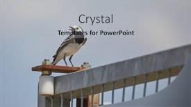  Presentation with noise - PPT theme featuring bird-sitting-on-a-fence background and a light gray colored foreground