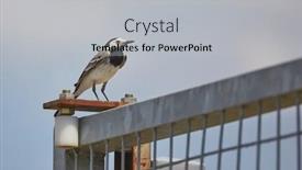  Presentation with noise - Presentation theme enhanced with bird-sitting-on-a-fence background and a light gray colored foreground