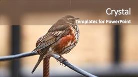  Presentation with to kill a bird - Presentation theme consisting of bird sitting on a railing background and a violet colored foreground