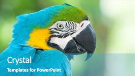  Presentation with parrot - Beautiful presentation design featuring bird sitting on the perch backdrop and a teal colored foreground