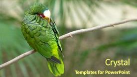  Presentation with parrot - Colorful presentation theme enhanced with bird sitting on the perch backdrop and a tawny brown colored foreground