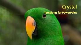  Presentation with parrot - PPT theme with bird sitting on the perch background and a  colored foreground